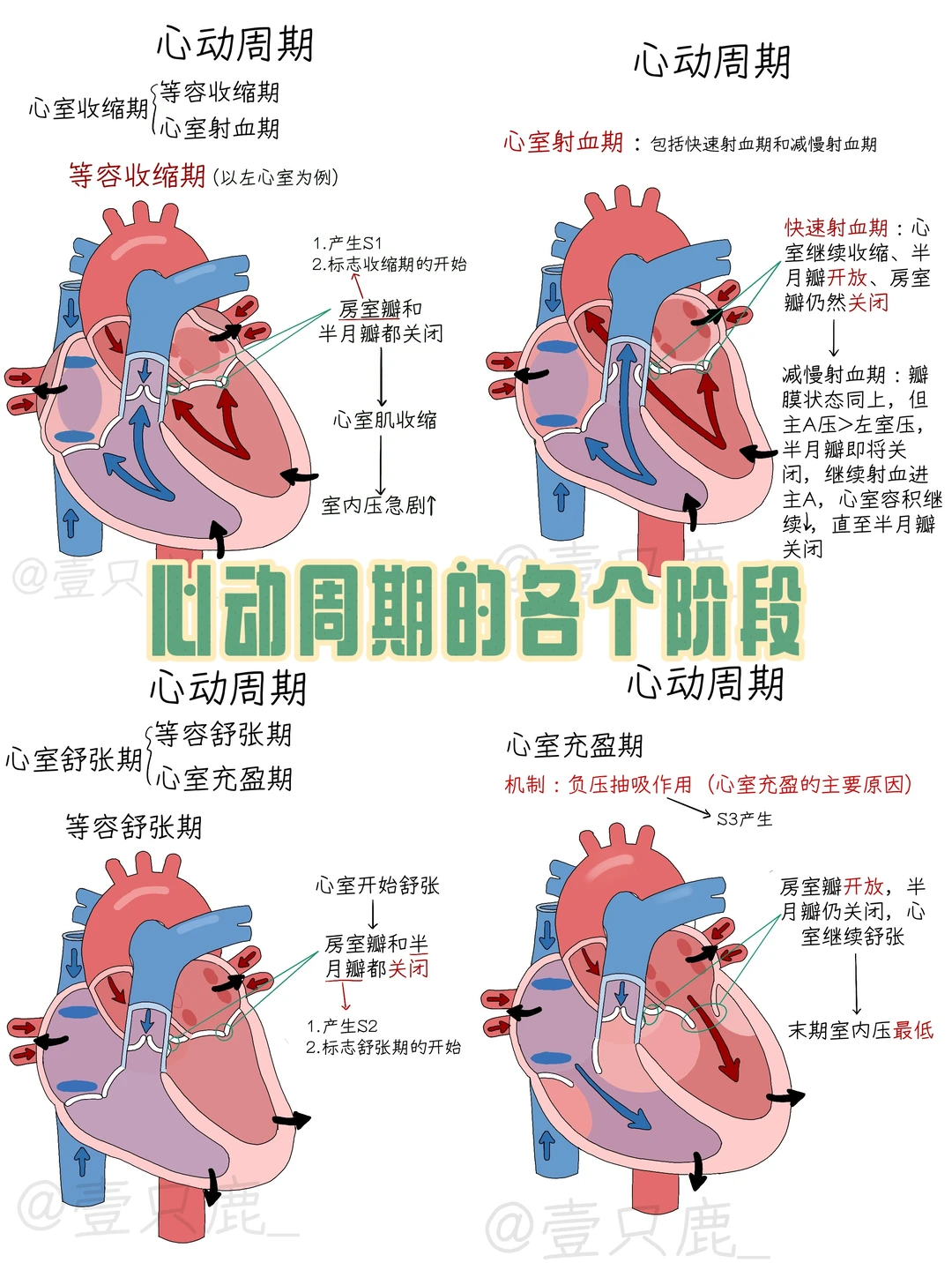 医学生笔记📝｜心动周期的各个阶段