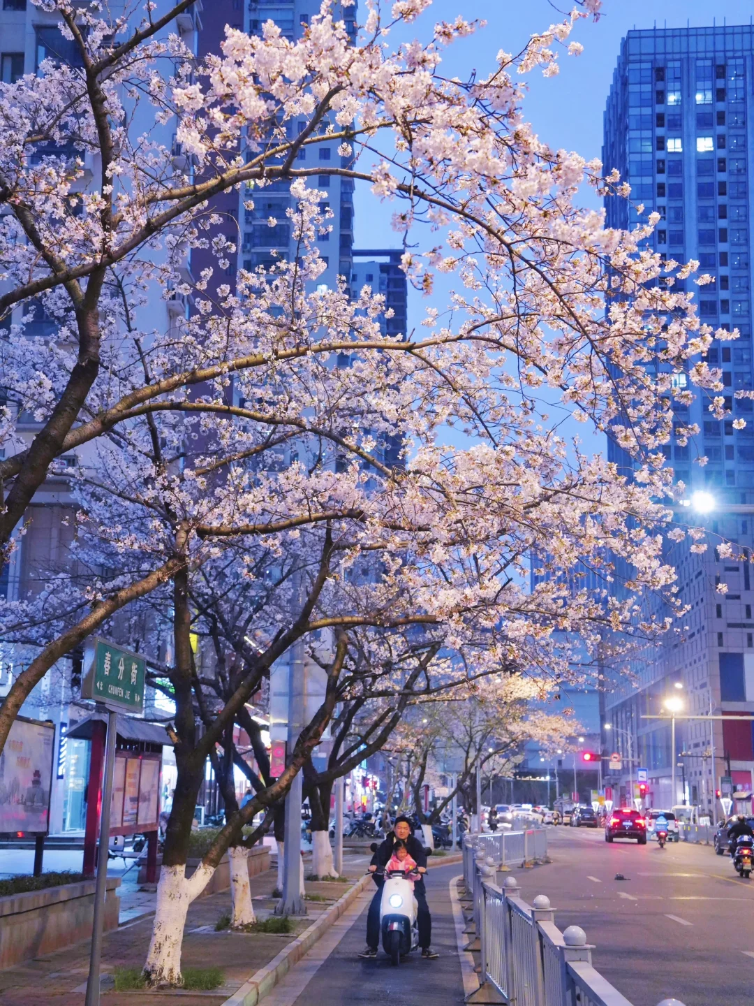 3.23实拍🌸苏州春分街的雨中夜樱好浪漫！！！