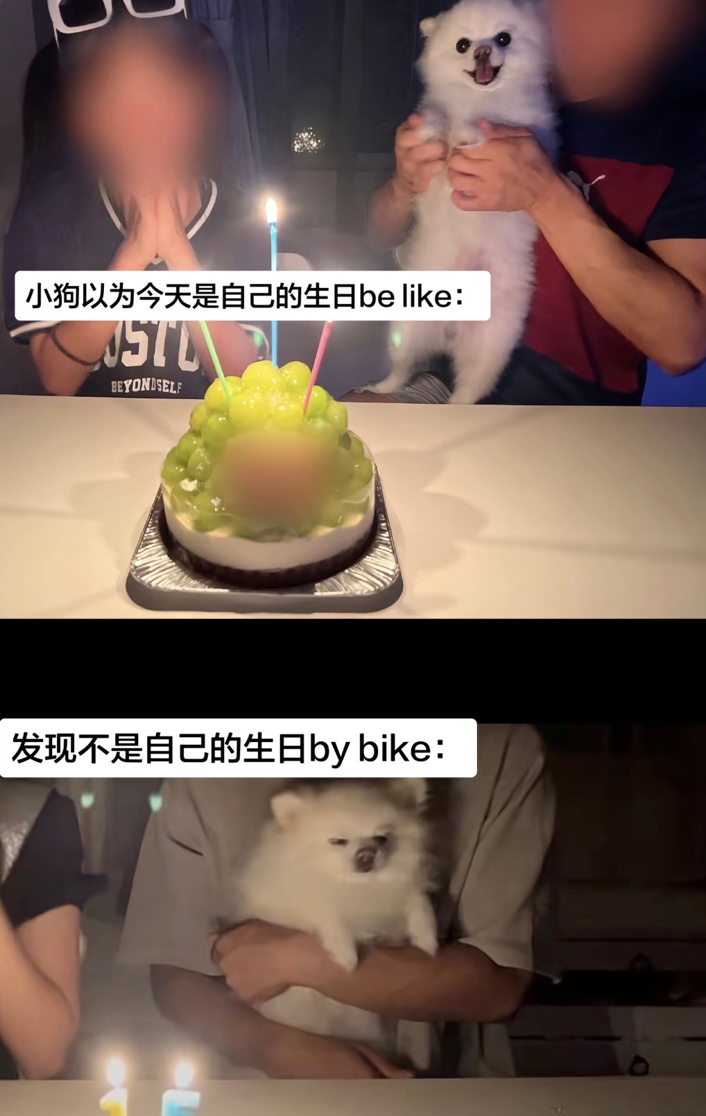 小狗能有什么坏心思呢 ​​​