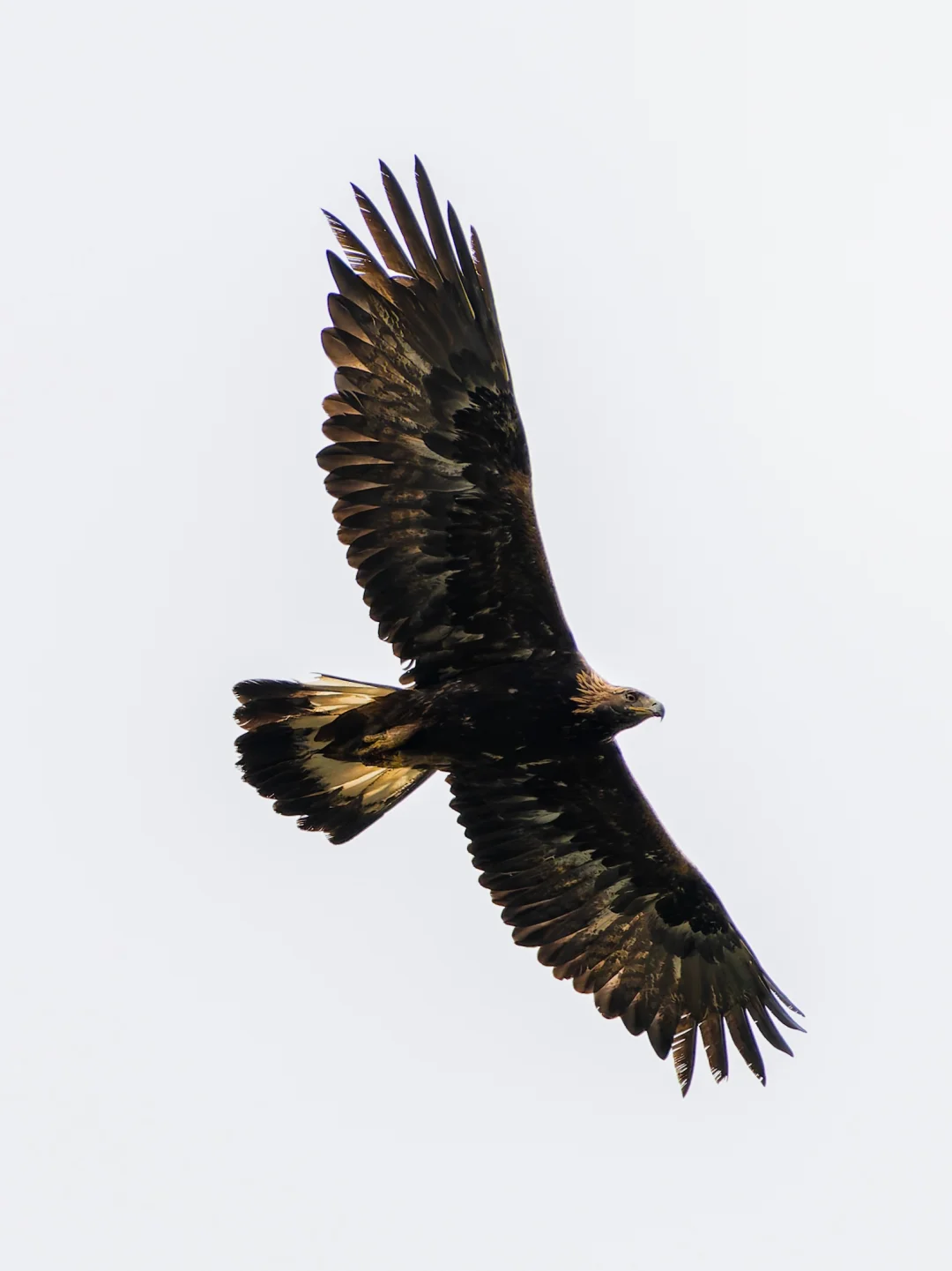 是的，这只霸气的大鸟就是金雕！