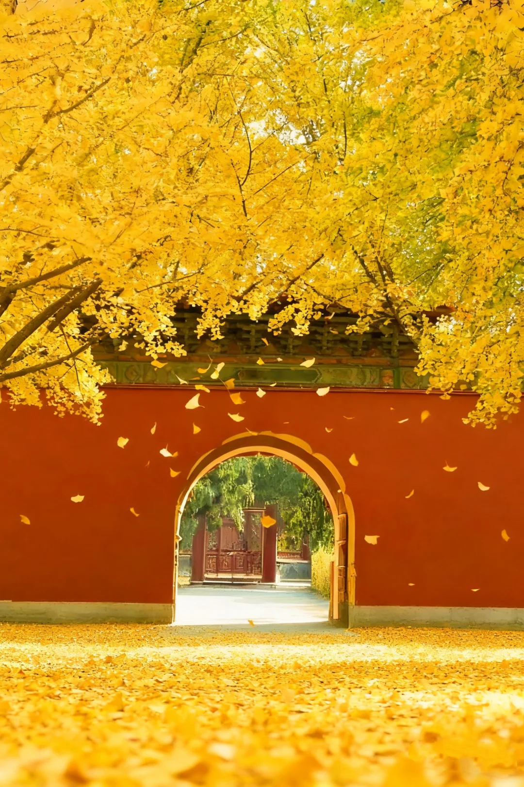 北京杀疯了‼️还可以看银杏雨9️⃣个地方