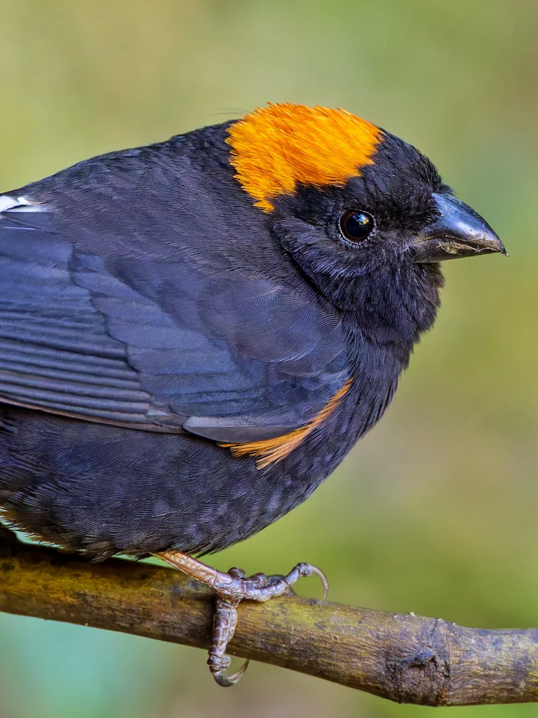 这什么奇特小鸟？全身漆黑头顶一点黄