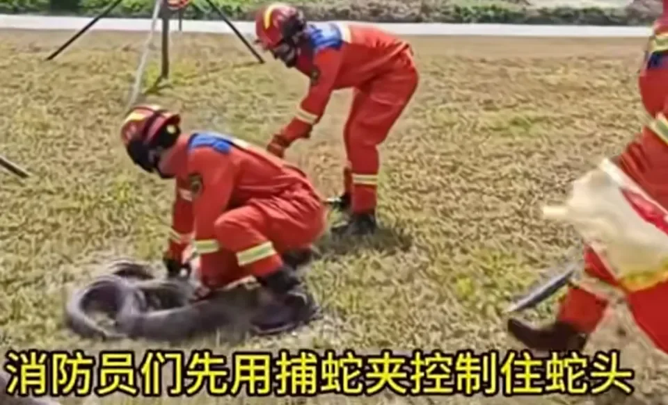 深圳市区惊现2米大蟒蛇！消防员当场“硬核