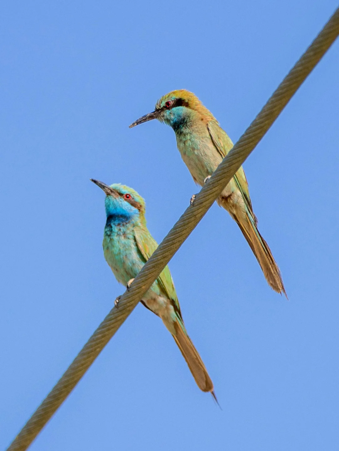 沙漠里的调色盘：阿拉伯绿喉蜂虎