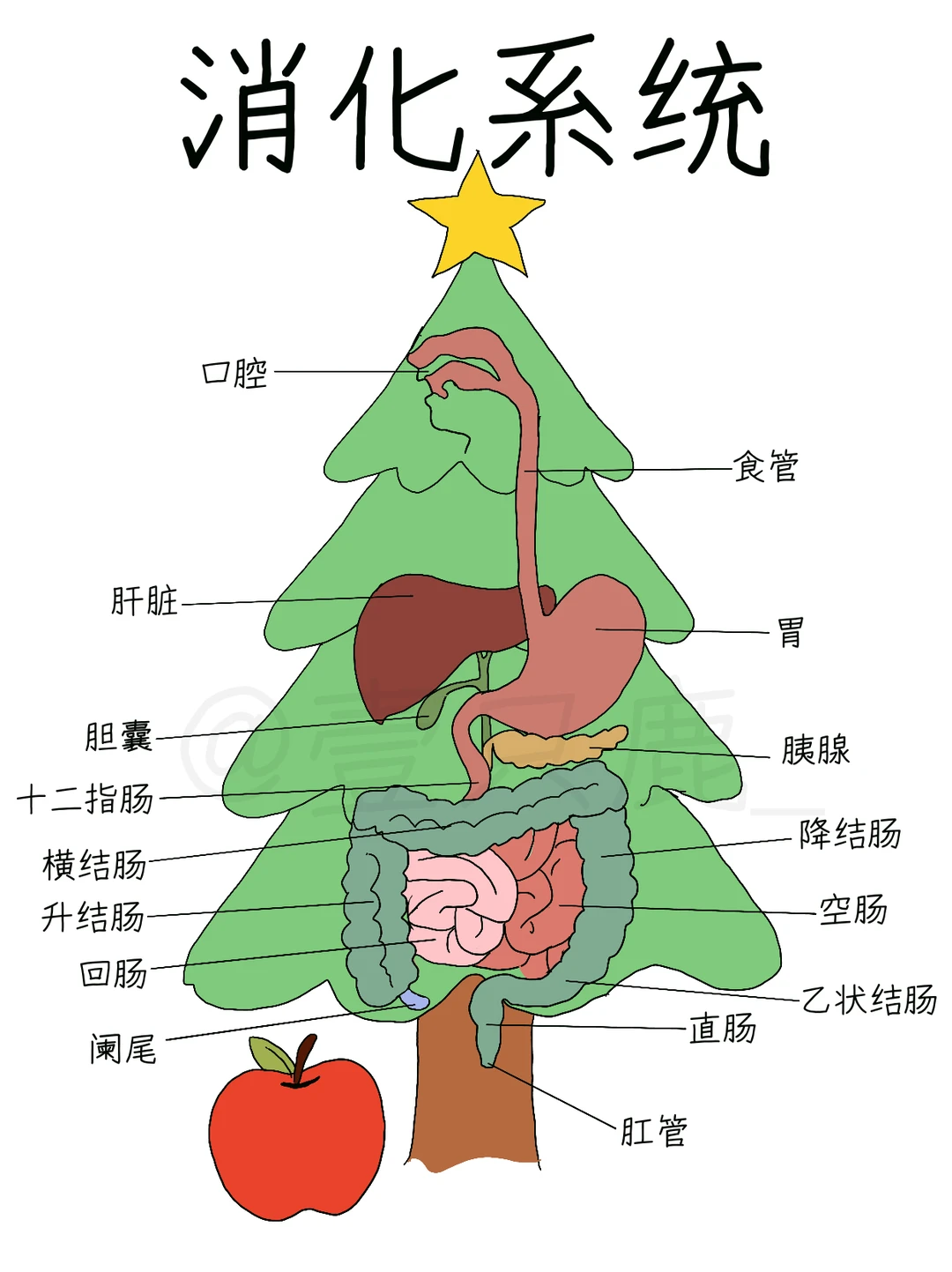 医学生笔记📝｜当圣诞树遇上消化系统