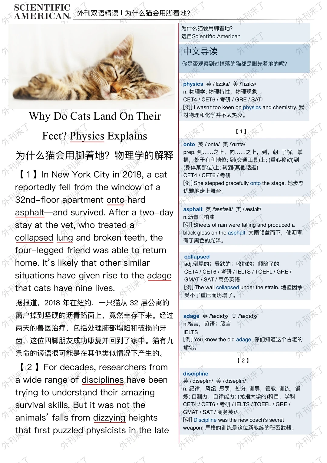 外刊精读162 |嘘 没人知道的“猫咪”小秘密