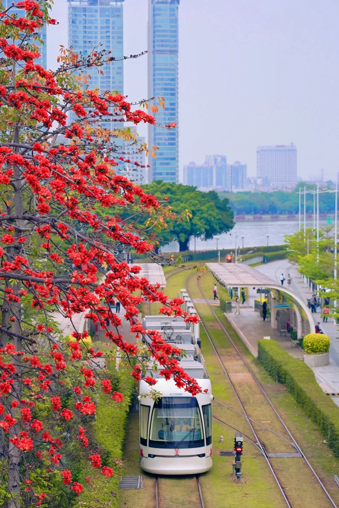 广州木棉花地图📸拍照攻略合集