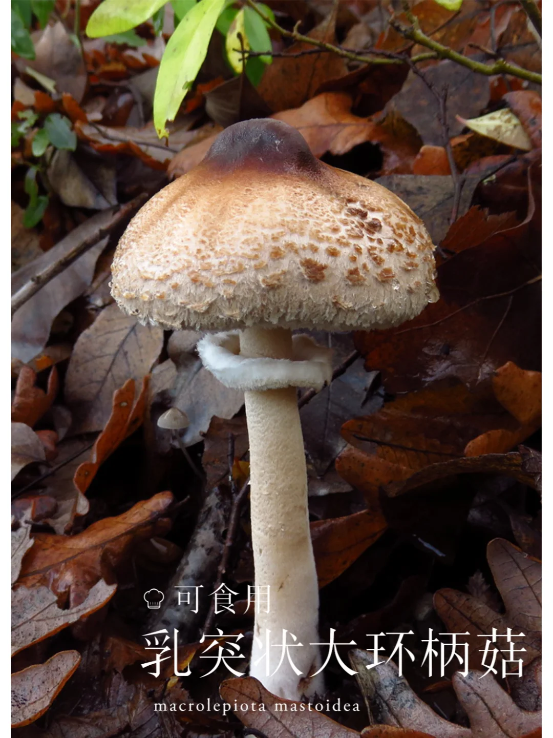 乳突状大环柄菇，可食，但不好分辨