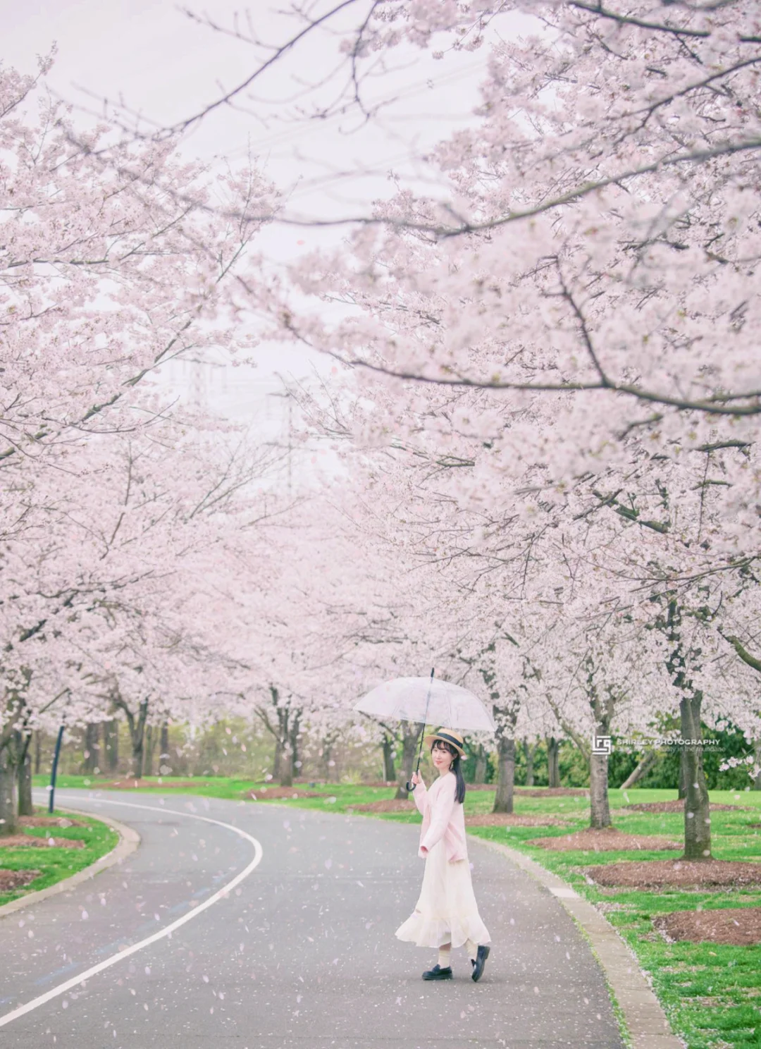 上海赏樱还得是辰山，包场了满开的樱花大道