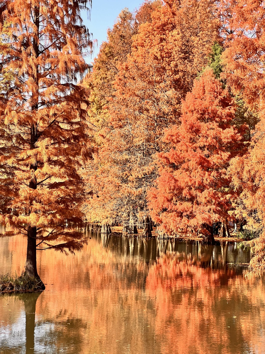 12.7 live实拍！明孝陵落羽杉美到窒 息！