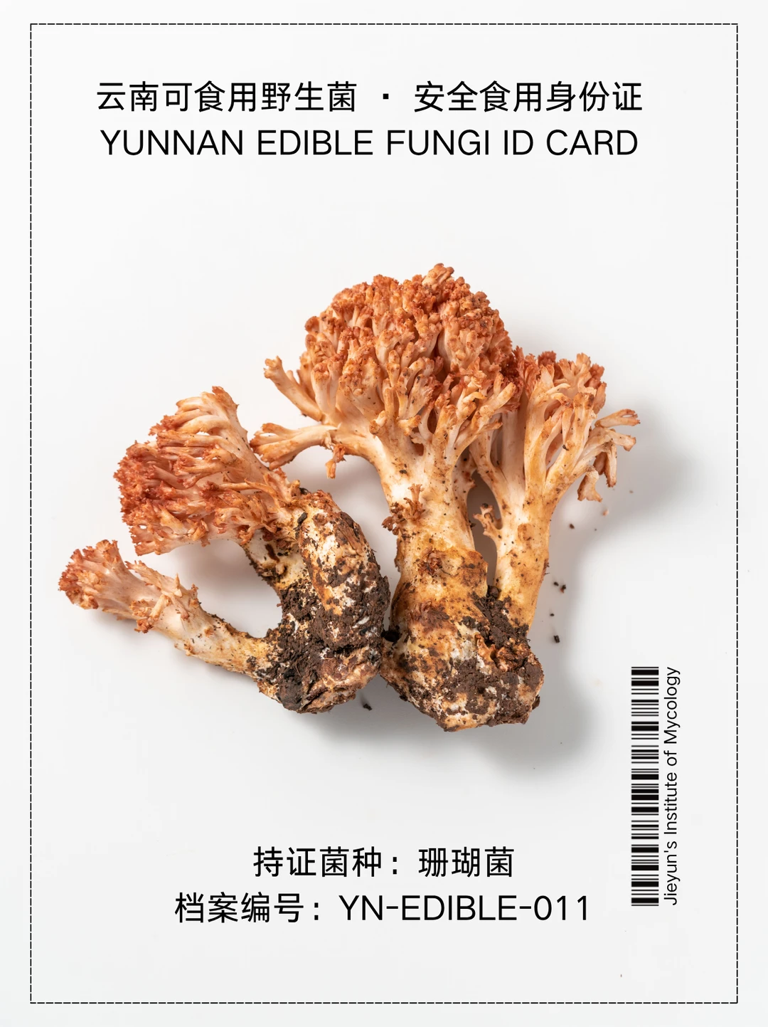 云南野生菌身份证NO.11｜扫把菌
