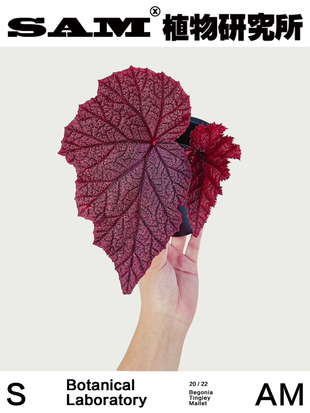 丁力秋海棠｜Begonia Tingley Mallet