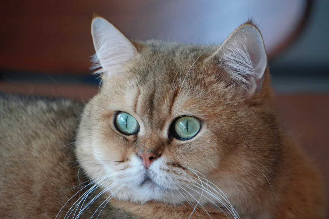 脸之大，屏幕装不下