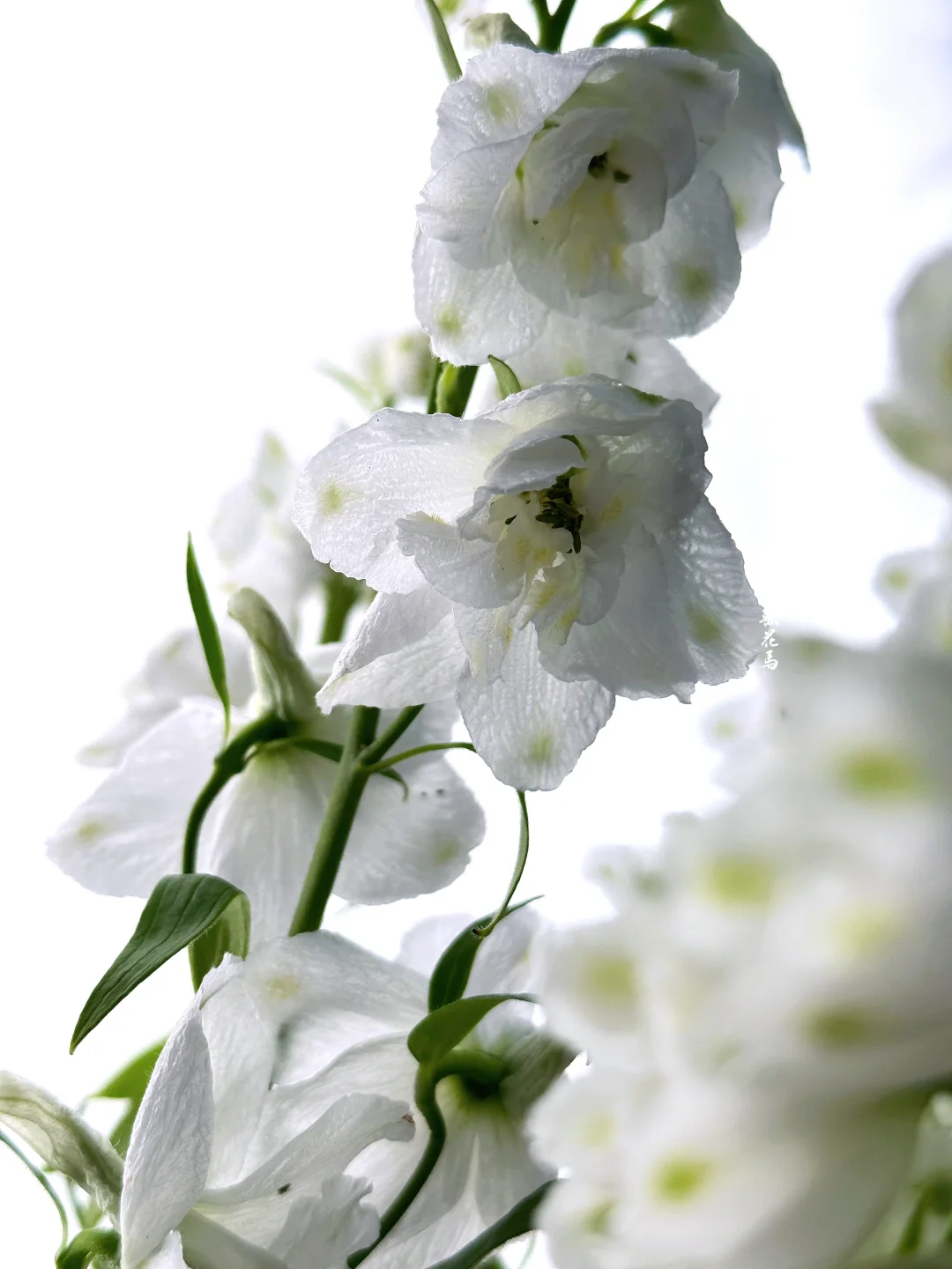 白色大飞燕｜一切白色都是贮存的光