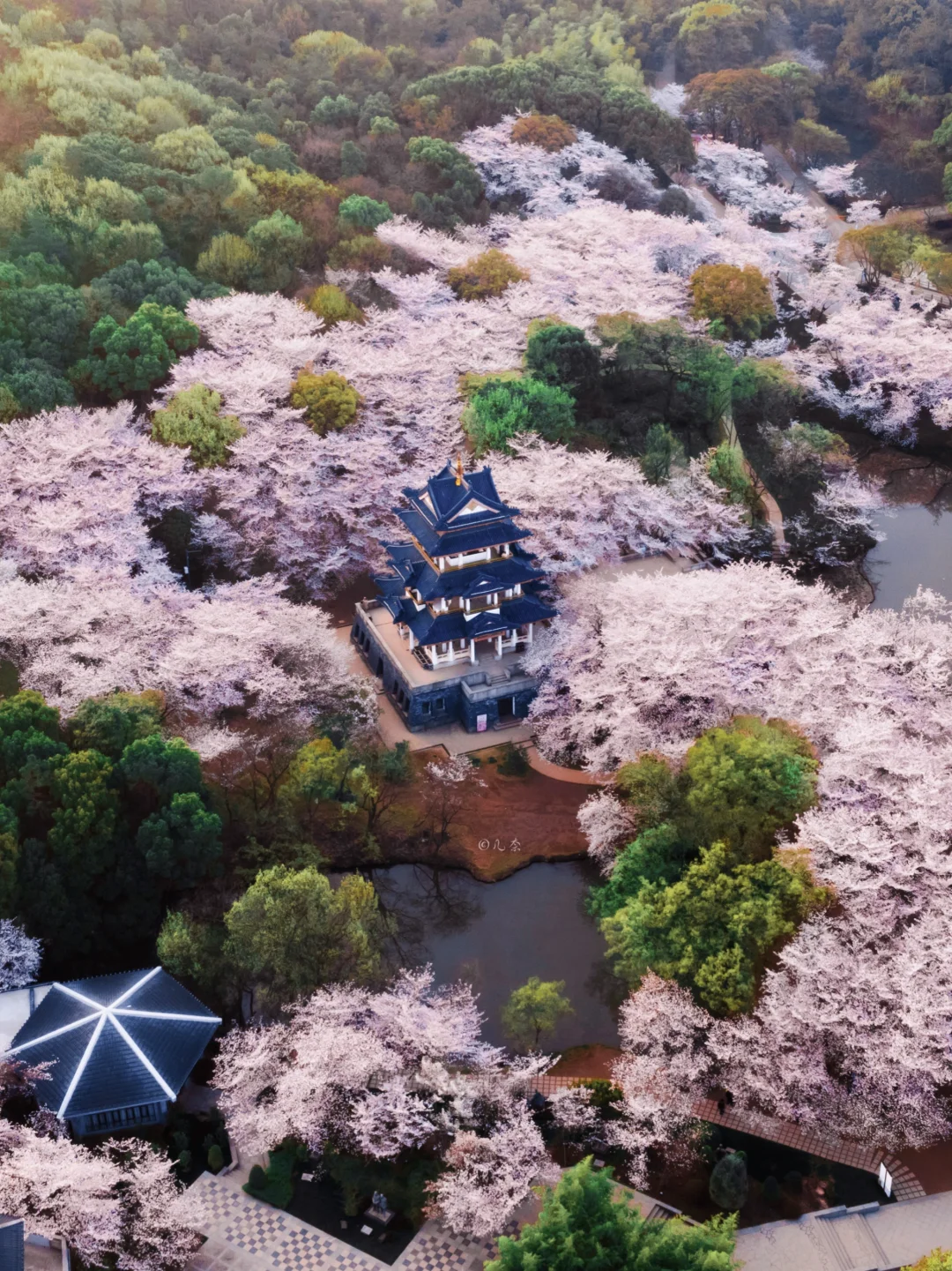 无锡樱花谷丨江浙沪的赏樱天花板即将绽放🌸