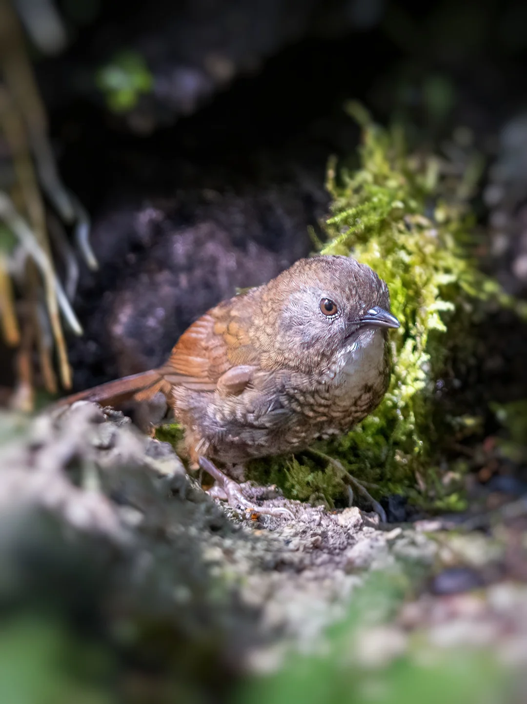 拍到这颗小卤蛋不太容易：淡喉鹩鹛