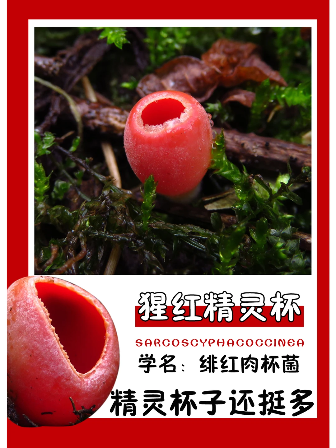 精灵这么多漂亮杯子吗？