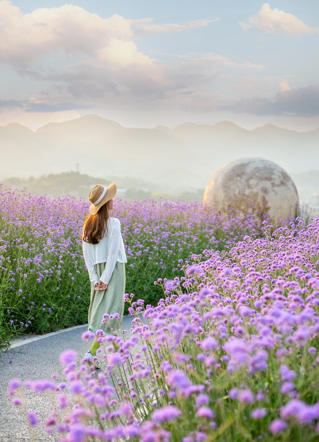 金海湾又一花海📷江边的紫色花海露营📷