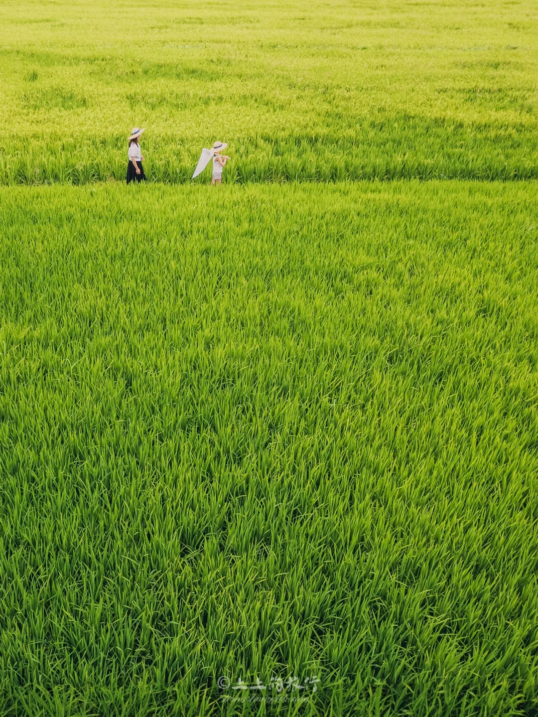 美哭了，谁还没有看过武汉的万亩稻田啊！！