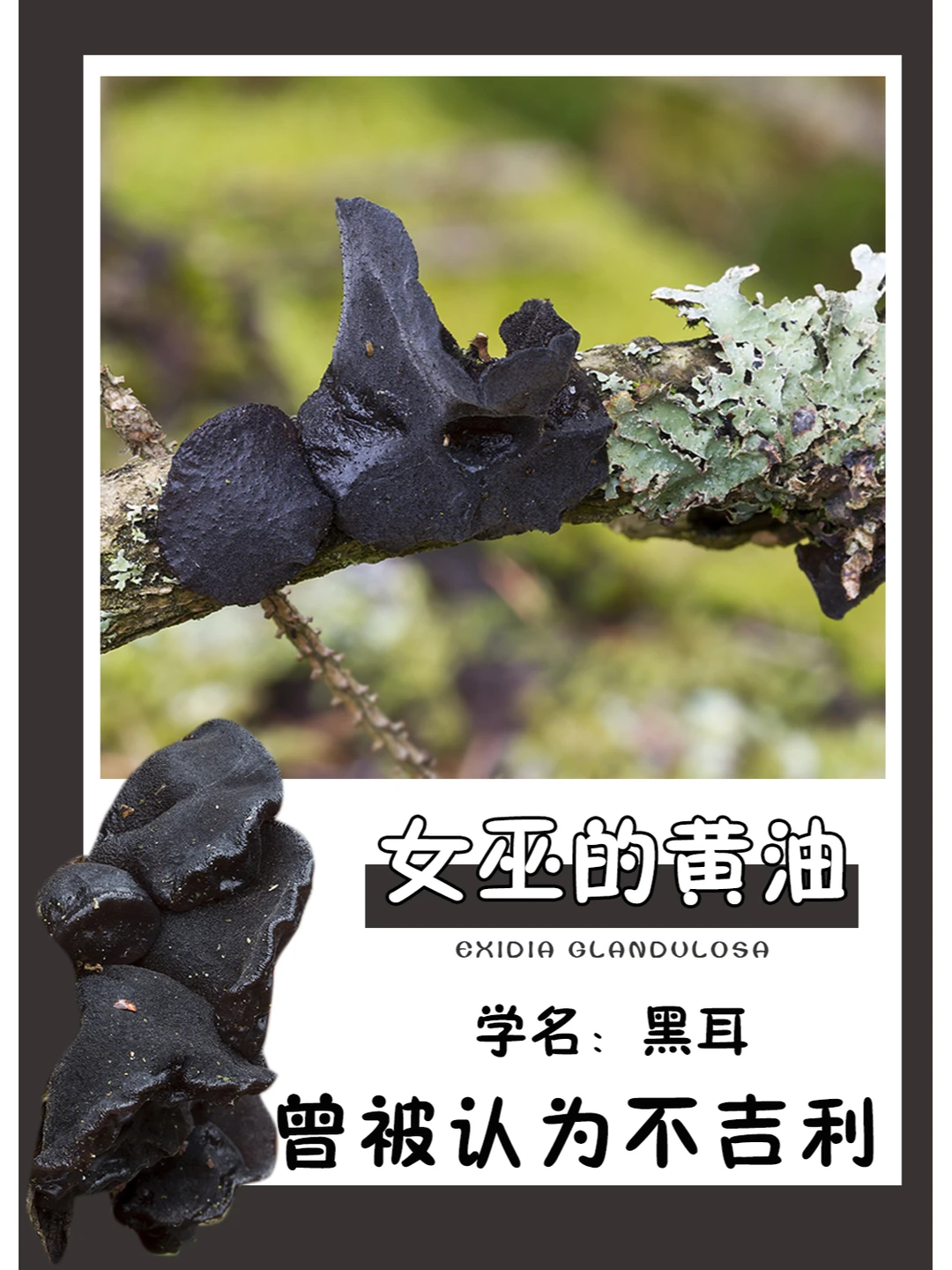 据说烧掉它，就可以伤害女巫？