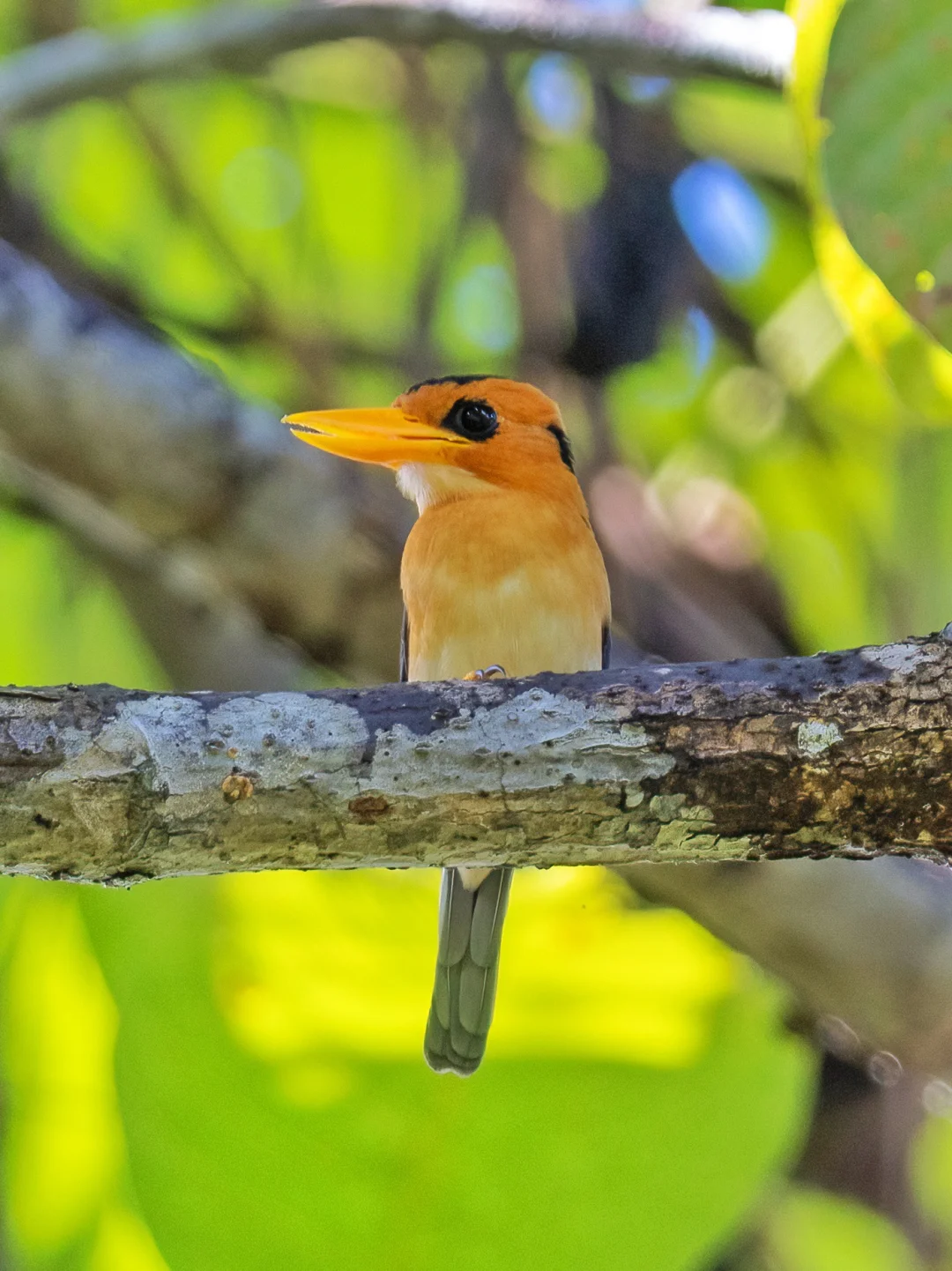 翠鸟并不都是蓝闪闪 也有橙黄色的大眼萌