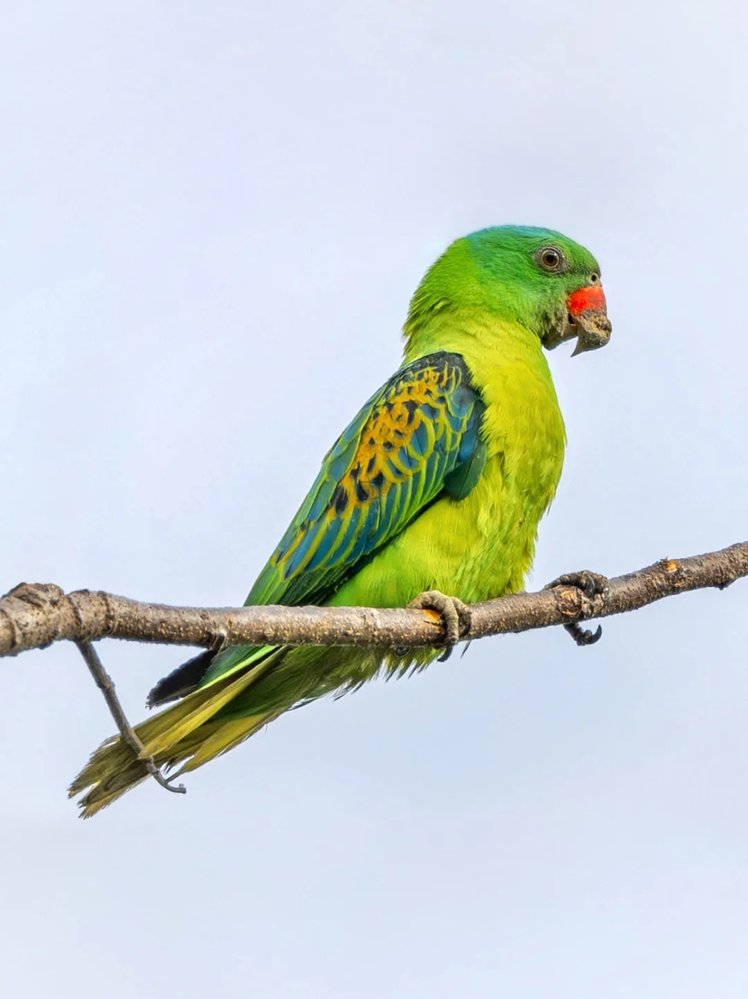 偷吃被逮！蓝颈鹦鹉的“泥巴妆”