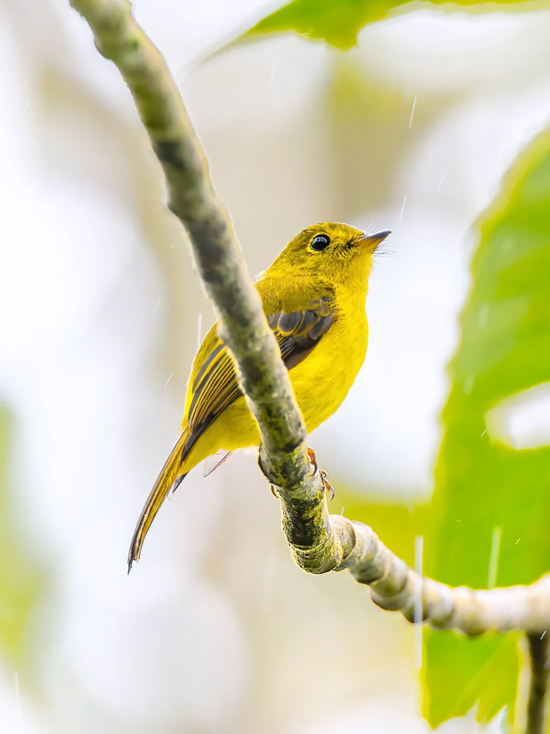 竟然有一种仙鹟是整个柠檬黄的！