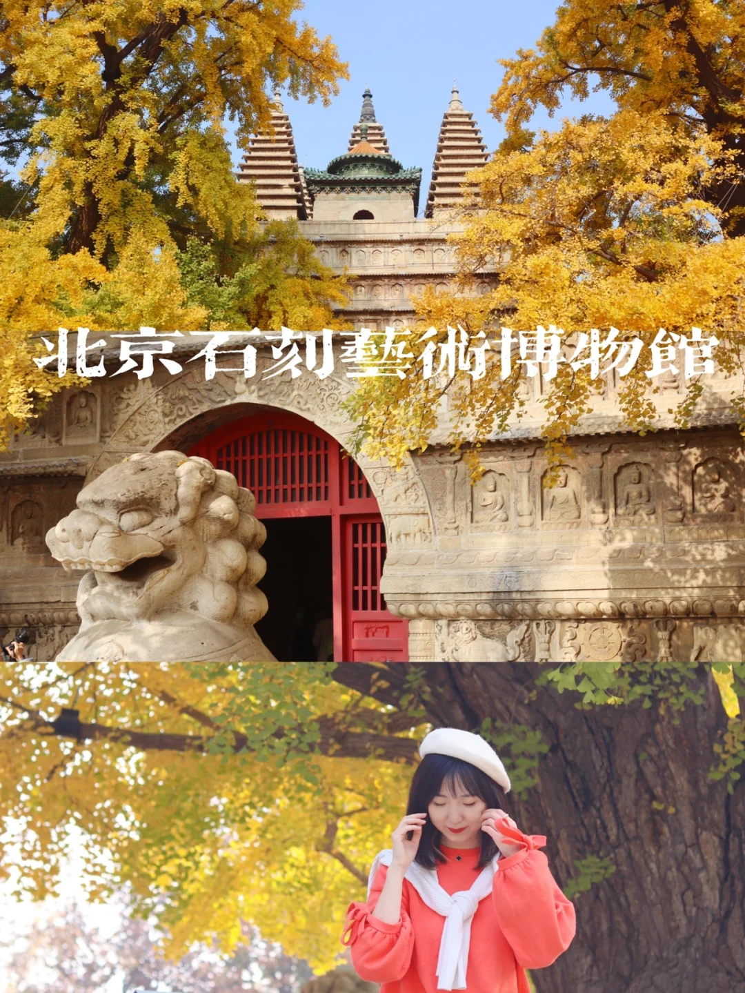 周三免票💰600岁的银杏树等你来拍🍂