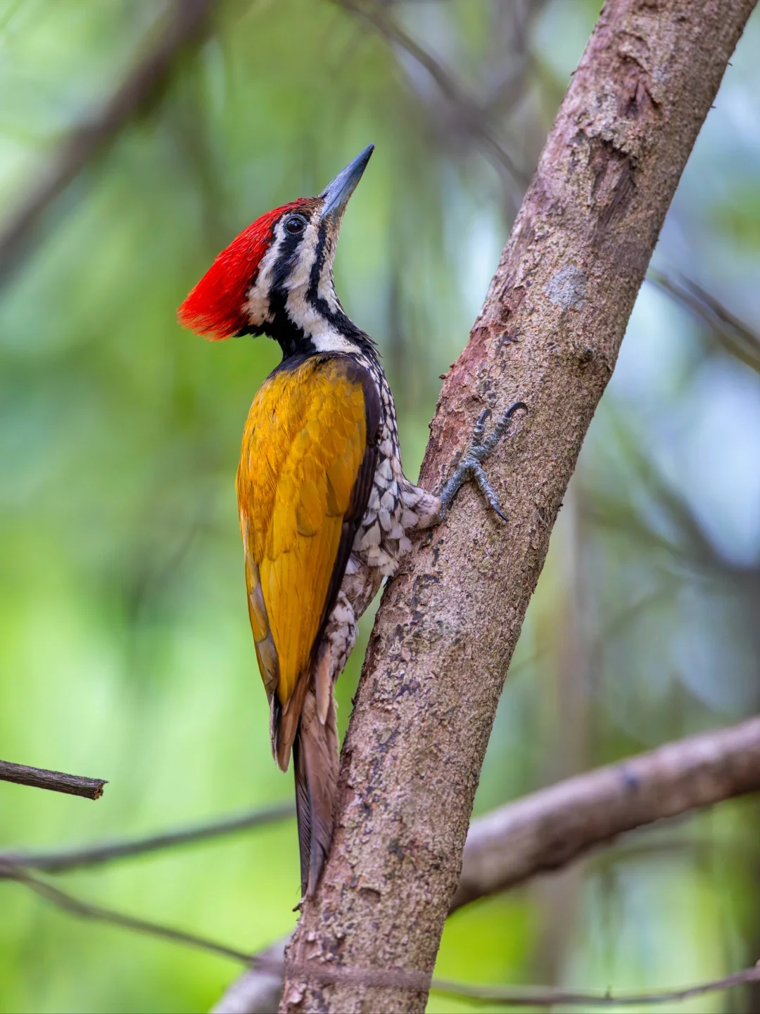“红发闪电”金背三趾啄木鸟