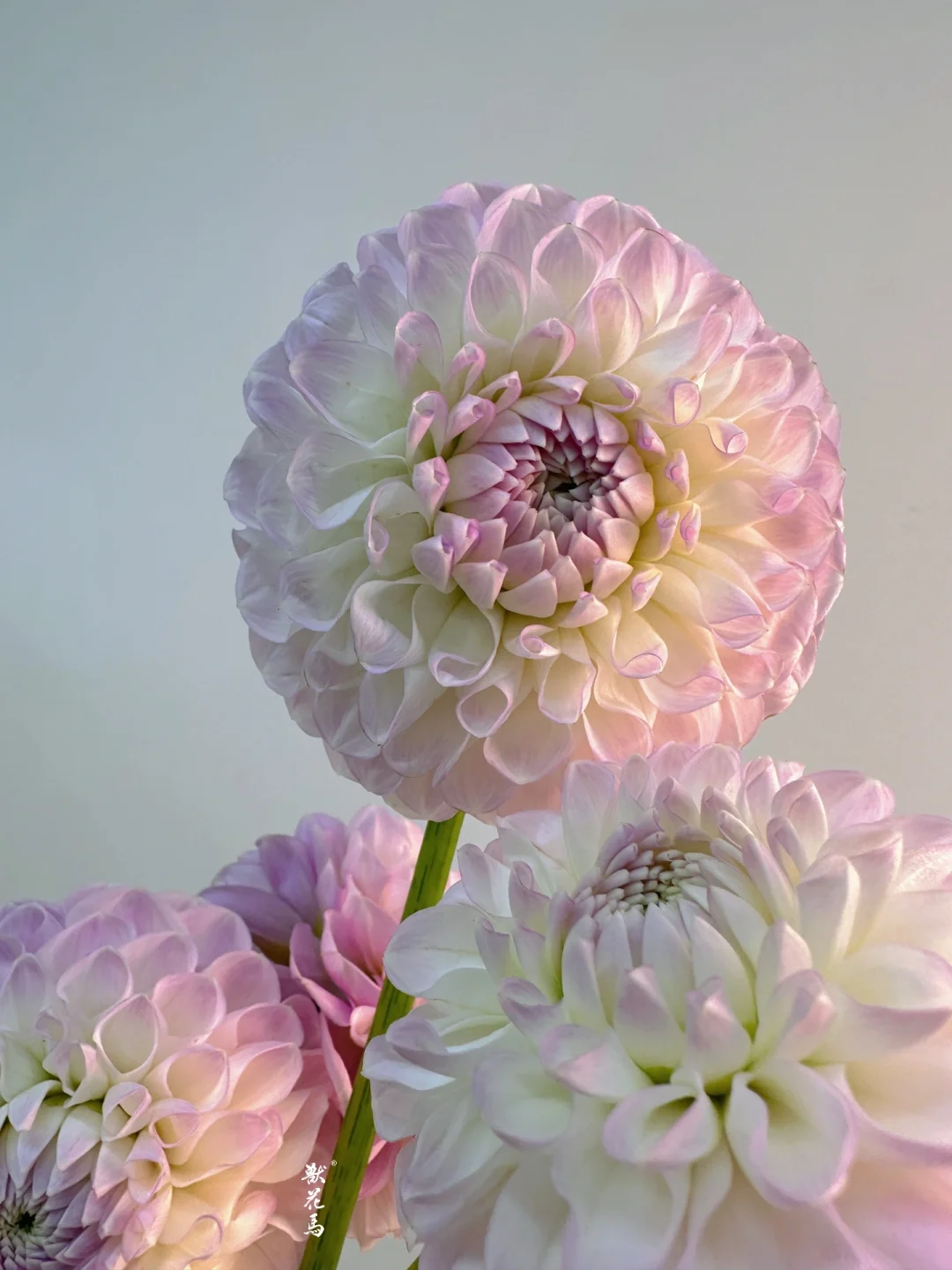 花材认识｜大丽花“梅根”