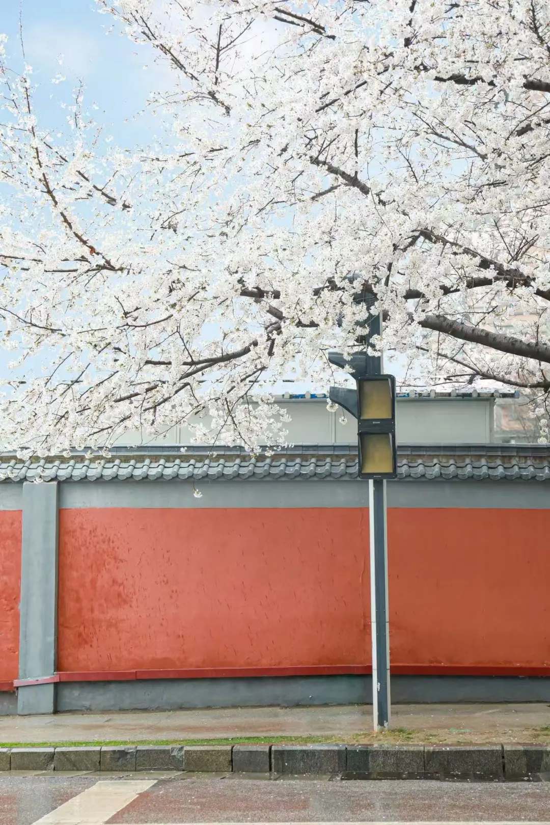 已经开始待曲江池西路的早樱了🌸！！！