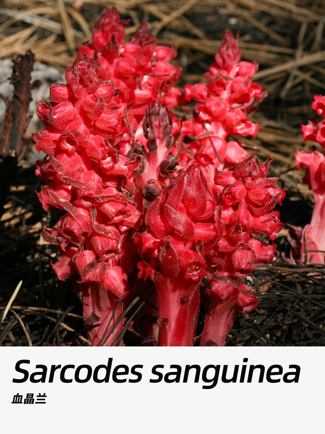 带你每天认识一种花材336｜血晶兰