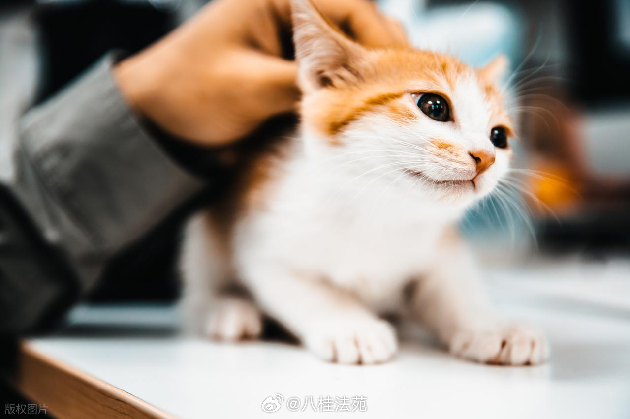 #以案说法##宠物就医后走失谁担责？诊所未尽保管义务须赔偿#把宠物送去绝育，却再也没能接回家。当遇到这类伤心事，宠物主人该如何用法律武器讨回公道，维护自己的权益？一起看看钟山县人民法院审结的这起合同纠纷案件。

案情简介

小琳将自己饲养的田园猫送至某动物诊所进行绝育手术，并按约支付了相 ​