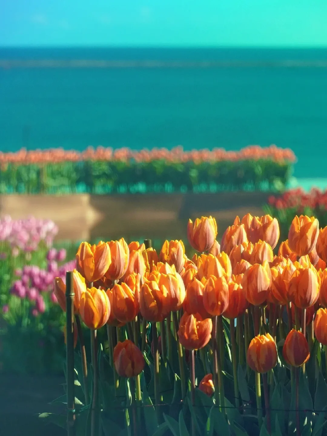 日本茨城｜郁金香和四月的海，独属春天的浪漫