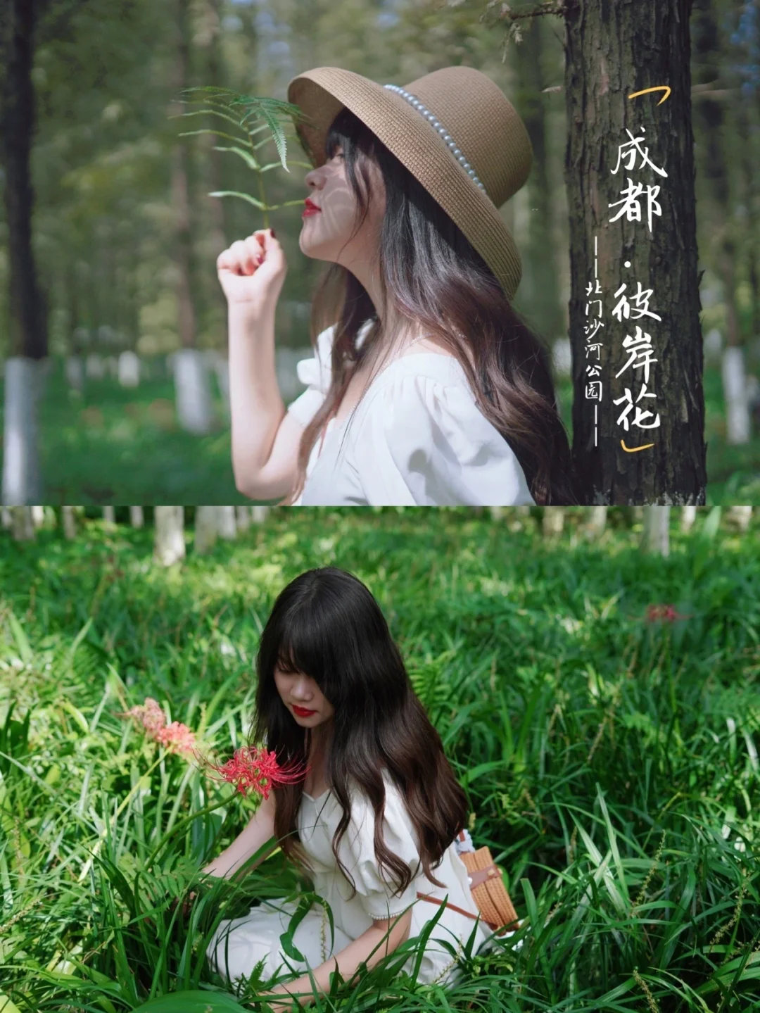 成都北门最广的彼岸花海秘境，地铁1号线直达