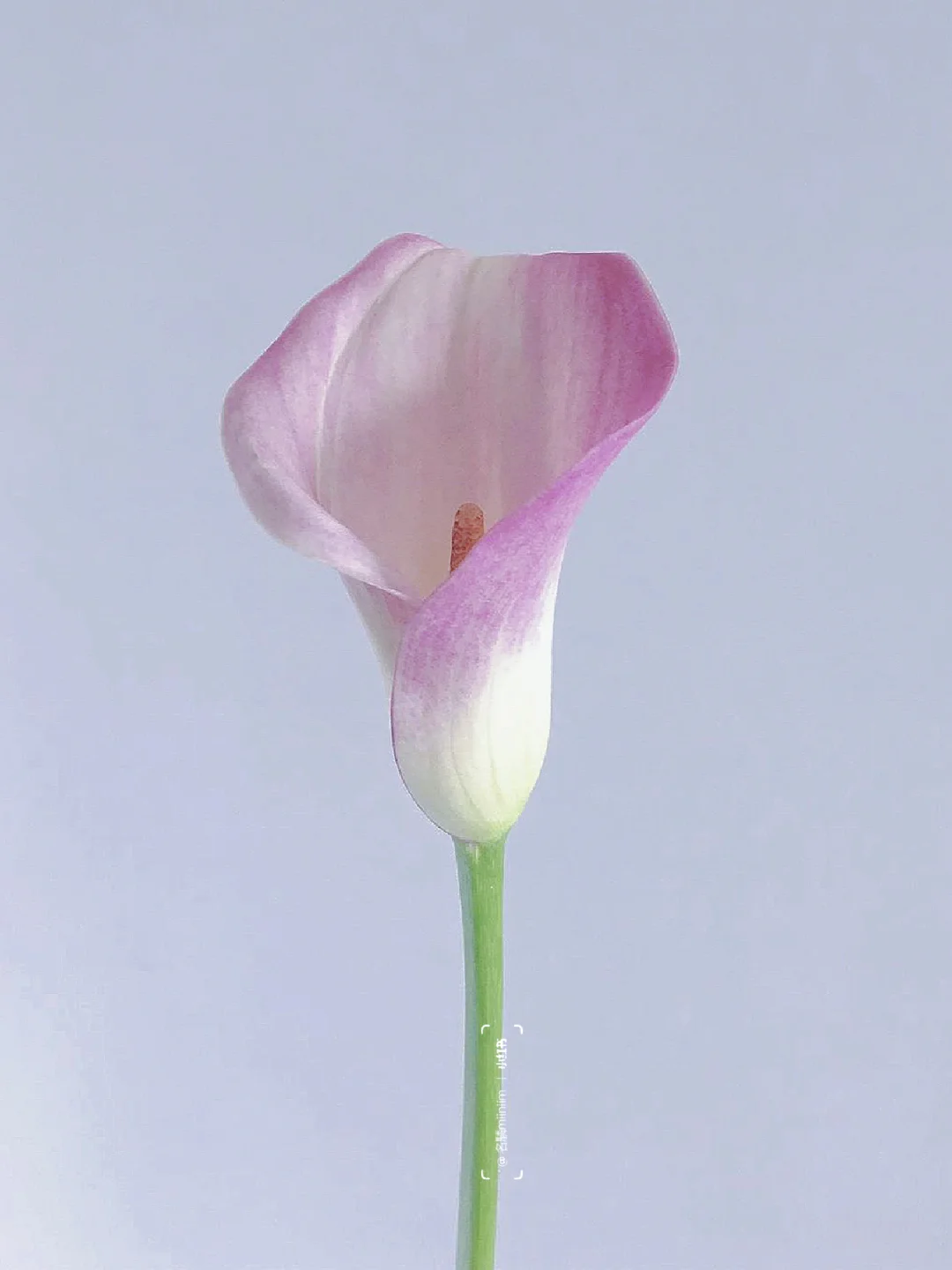 带你每天认识一种花材227｜粉色海芋