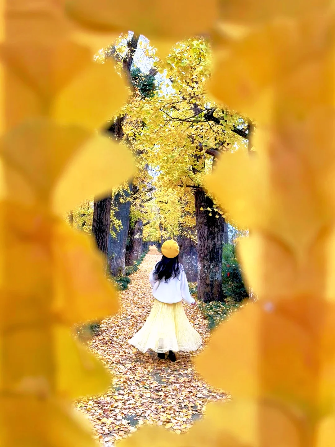 止马岛live实拍，成都周边银杏天花板！