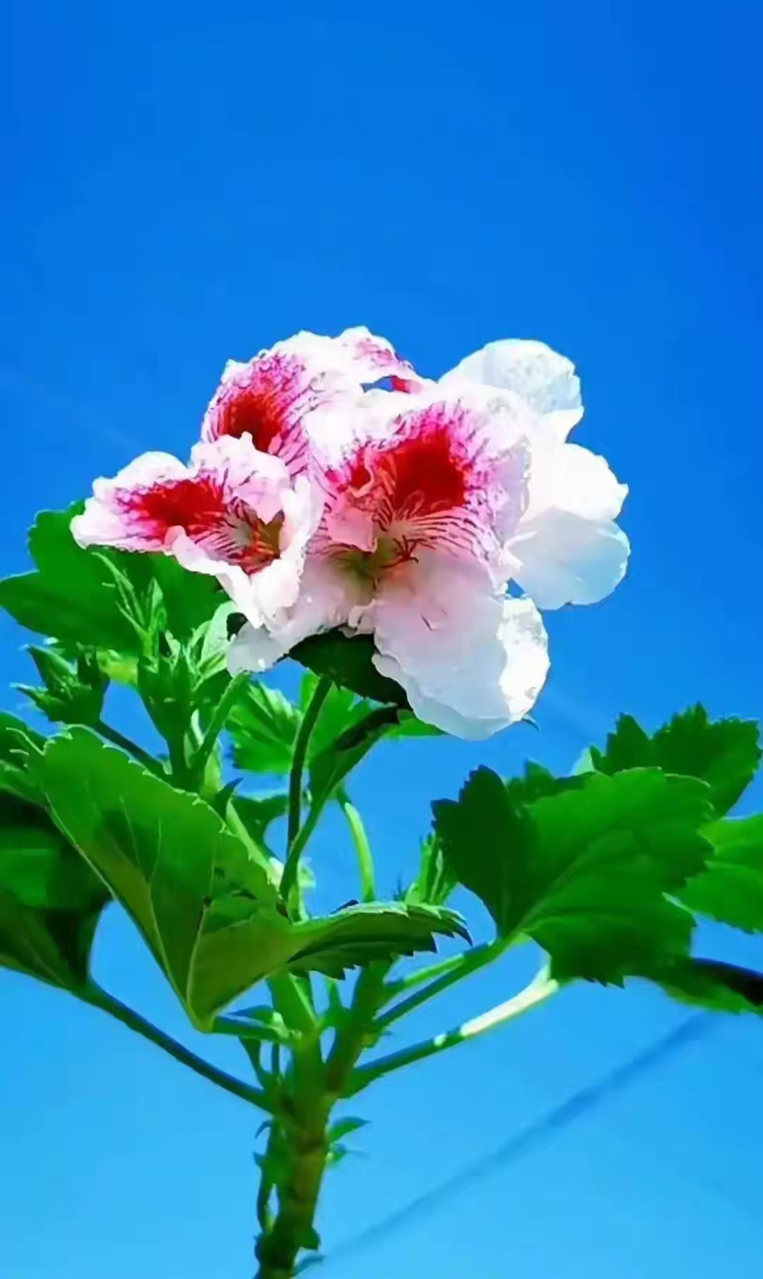 蓝天白云下，一朵美丽的花盛开。