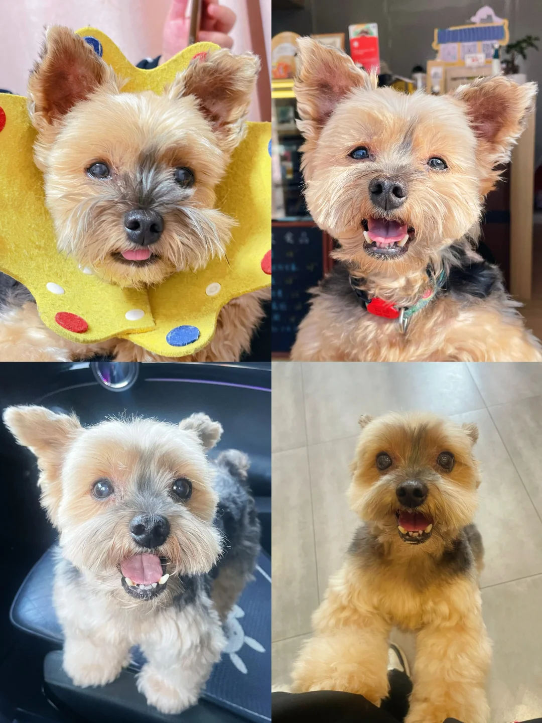 太可爱咯忍不住给你们炫耀下我的13岁小狗