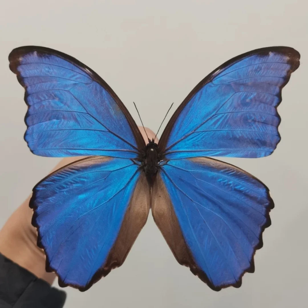 这种蝴蝶🦋叫什么名字