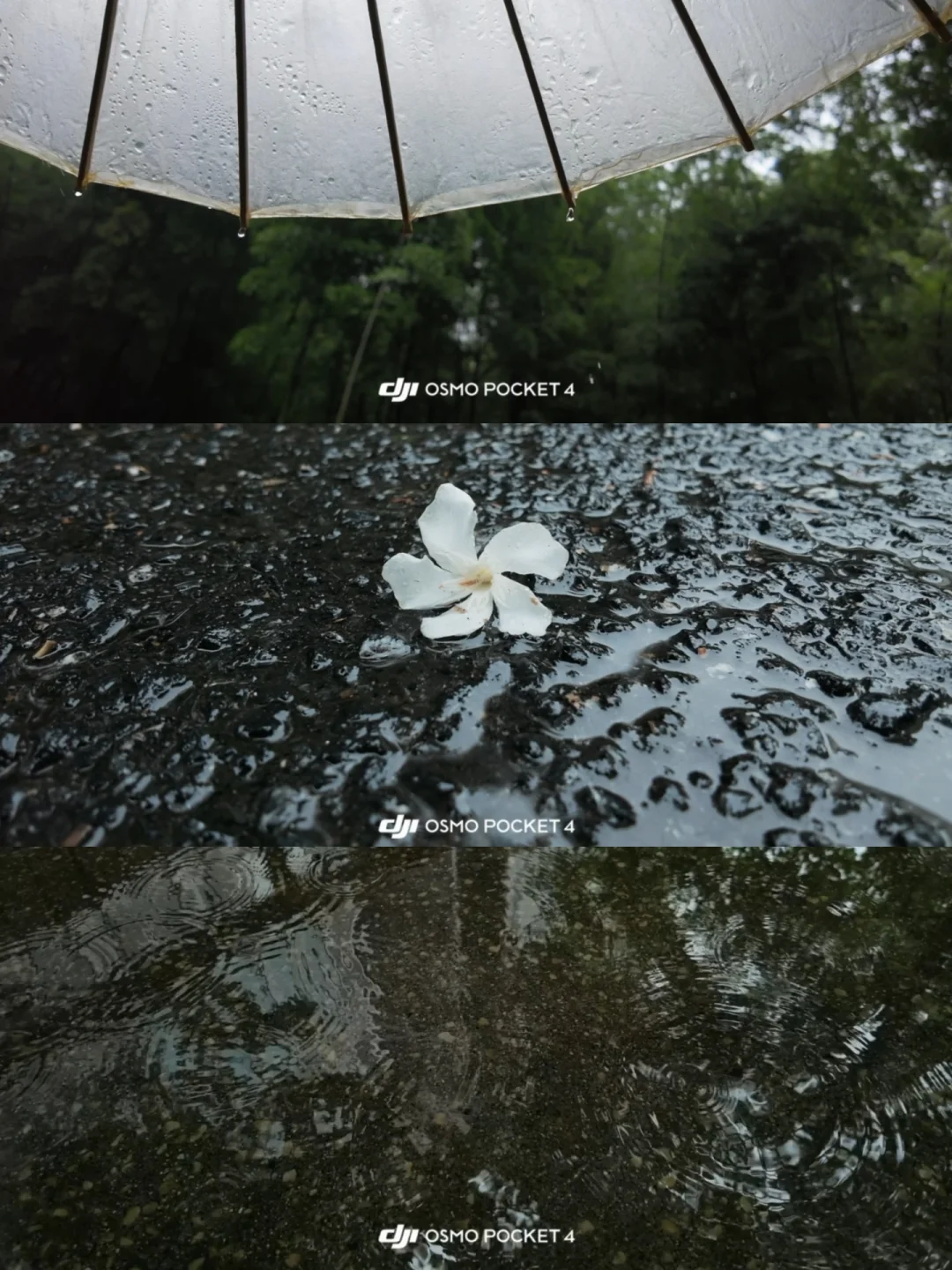 大疆pocket4直出｜阴雨天慢动作🌧附参数