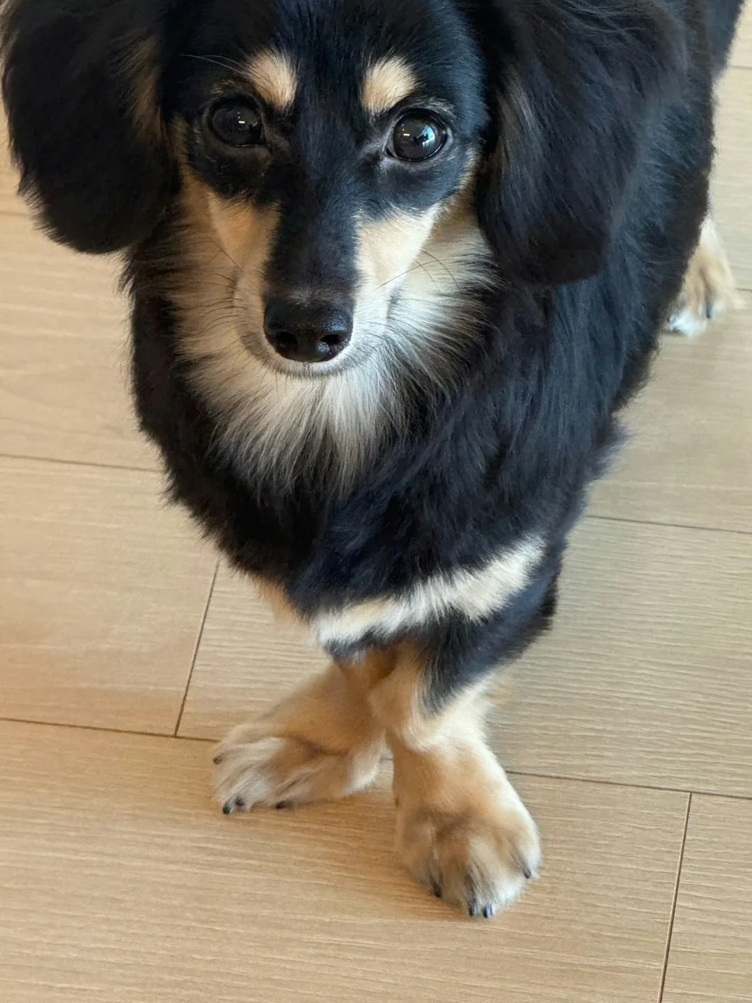 优雅小七