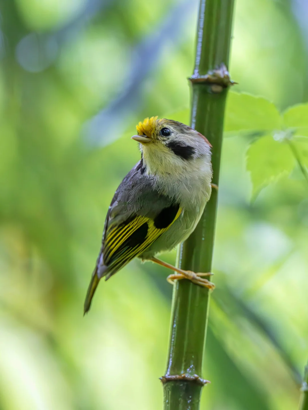雨中近距离偶遇中国特有小鸟金额雀鹛
