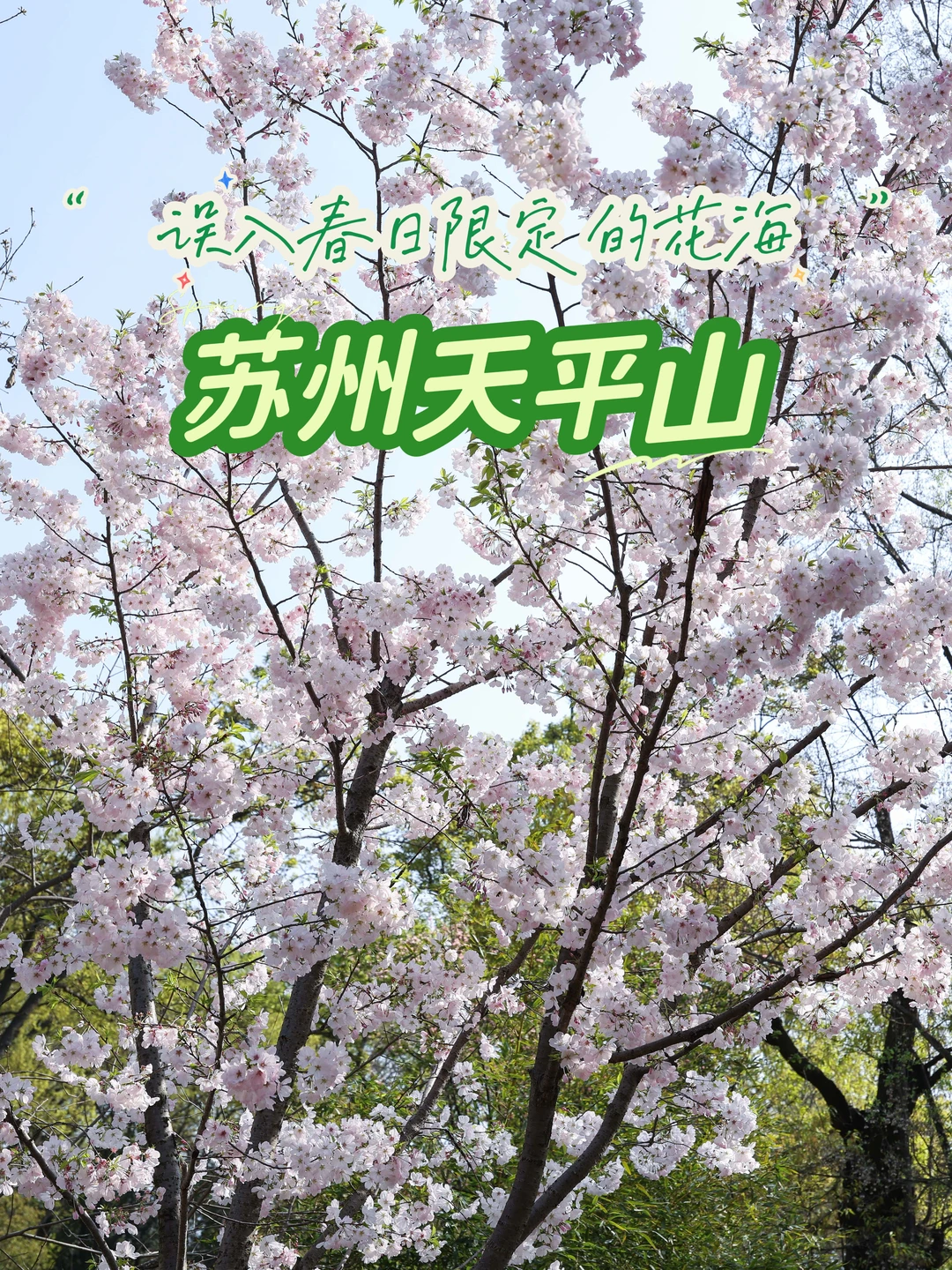 苏州天平山｜误入春日限定的杜鹃花海