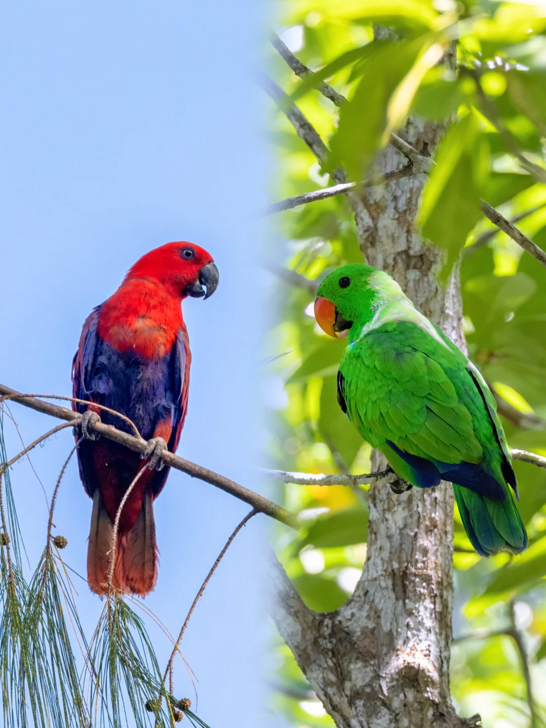 它们居然是一对！自古红绿出CP！