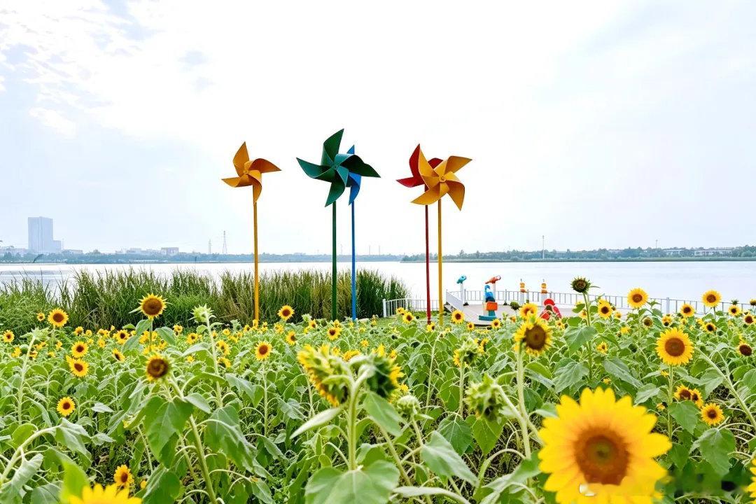 【坐上地铁 玩转合肥】这片花海美得让人反复欣赏！秋日限定浪漫上线——梅冲湖畔向日葵花海刷屏朋友圈，成片金黄花盘迎着阳光盛放，合肥轨道交通已备好地铁直达赏花攻略，还有站内彩绘楼梯、湖景风光一并解锁！挑个晴好天气，一起出发吧！ ​