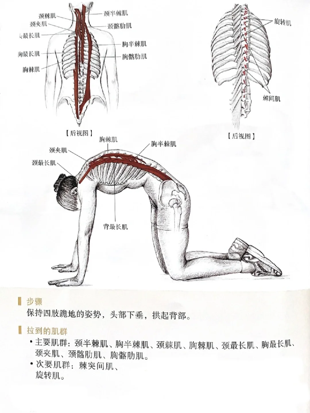 胸背部深层肌肉棘肌拉伸🏋️