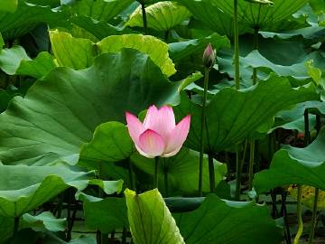 广州天河区·珠村乞巧苑·荷花