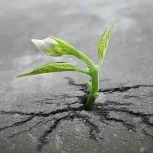 稀有事说曾阿牛