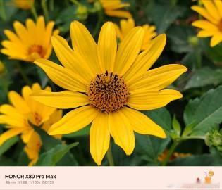 荣耀x80 pro max拍照还不错<span class="url-...